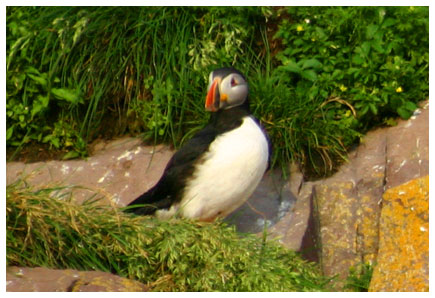 puffin