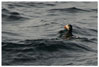 puffin swimming