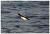 puffin flying